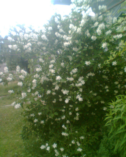 Picture 007 - Diverse flori