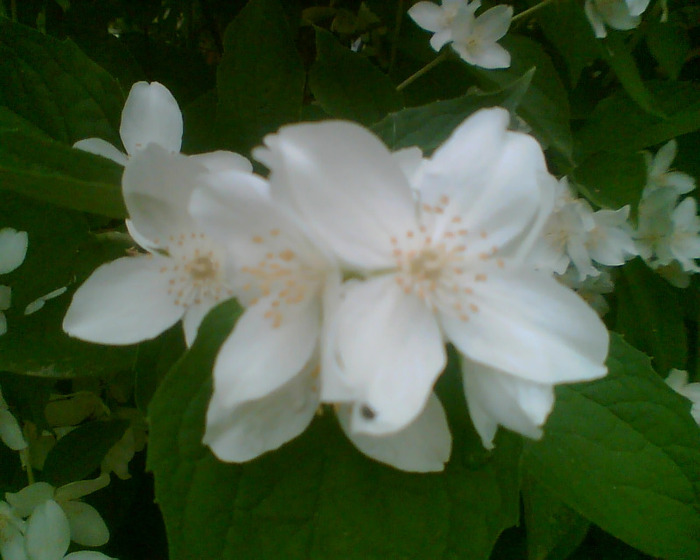 Picture 008 - Diverse flori