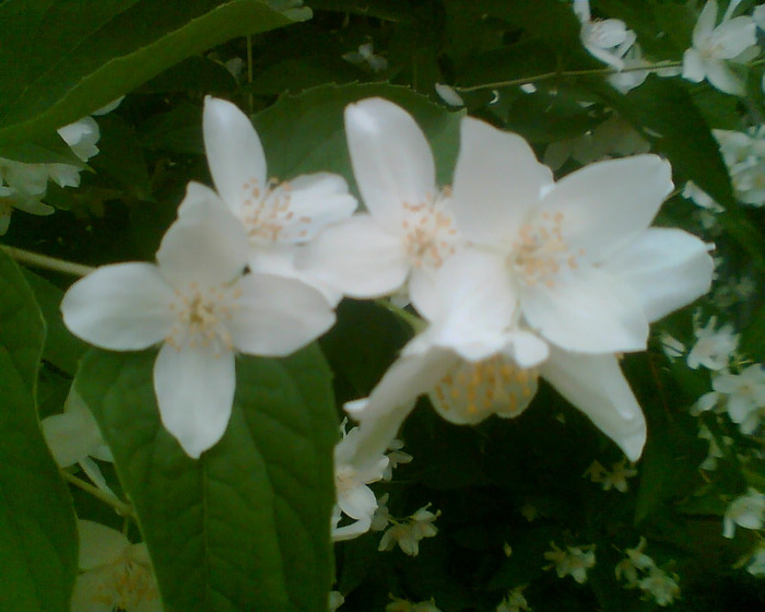 Picture 009 - Diverse flori