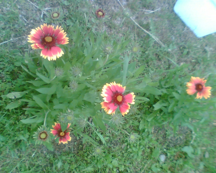 Picture 024 - Diverse flori
