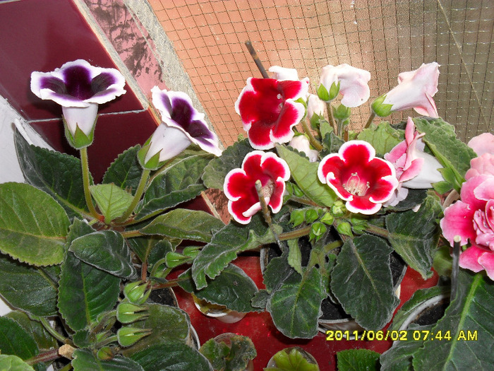 flori-02 06 2011 003