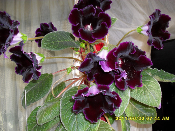 flori-02 06 2011 002 - Flori 2011
