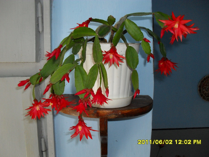 flori-02 06 2011 005 - Flori 2011