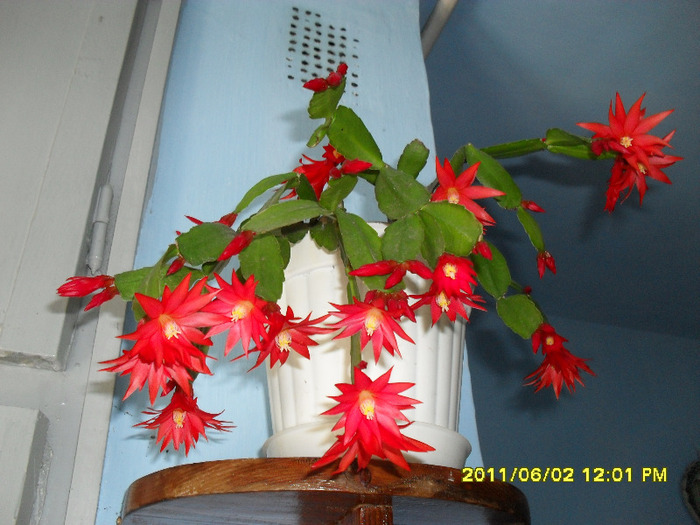 flori-02 06 2011 004 - Flori 2011