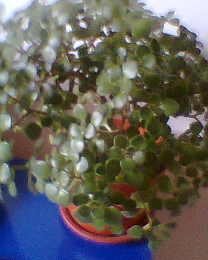 Fotogr.0223