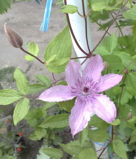 115 - Clematis