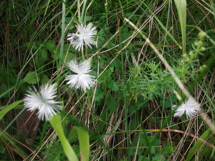 garofite de munte - flori de pe Valea Sohodolului