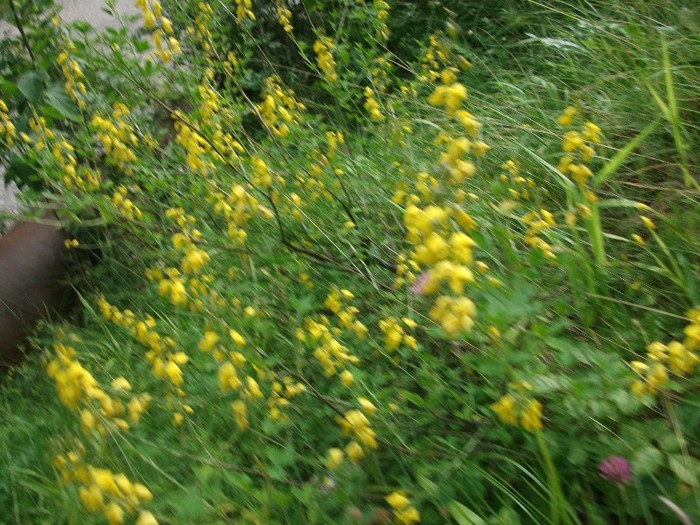imaginile mele 970 - flori de pe Valea Sohodolului