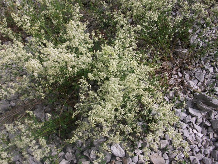 imaginile mele 990 - flori de pe Valea Sohodolului