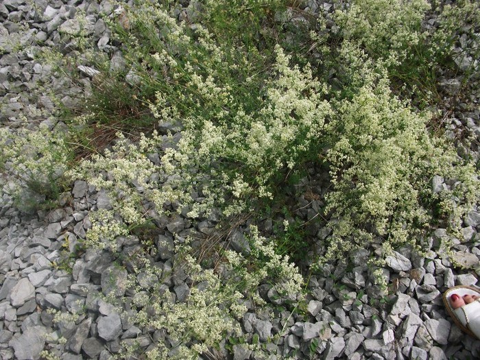 imaginile mele 991 - flori de pe Valea Sohodolului