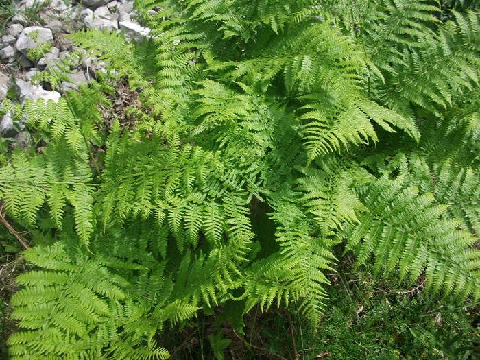 feriga de munte - flori de pe Valea Sohodolului