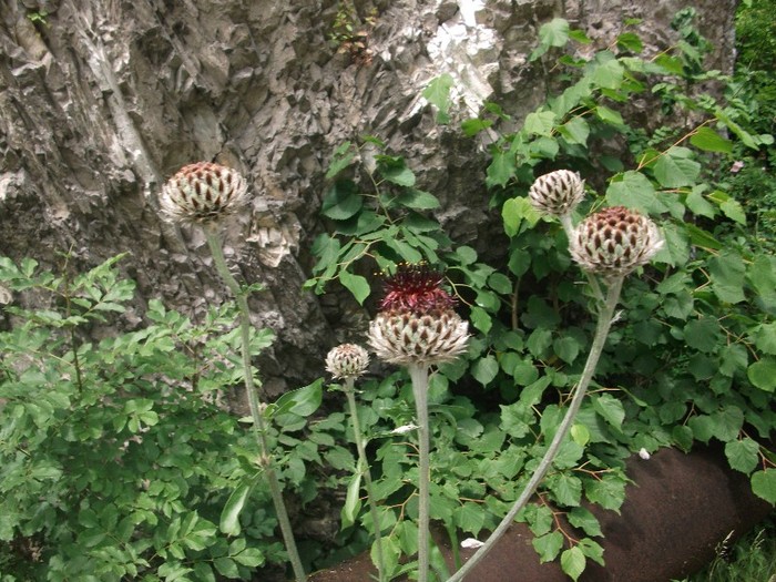 imaginile mele 1020 - flori de pe Valea Sohodolului