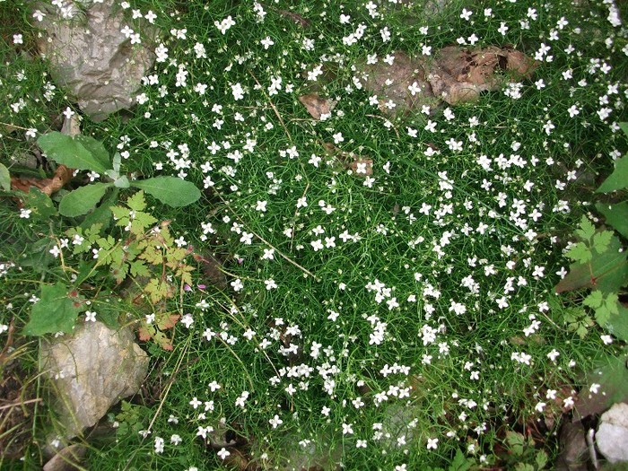 imaginile mele 1025 - flori de pe Valea Sohodolului