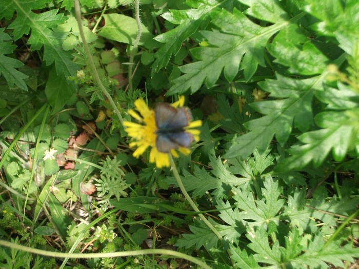 imaginile mele 1037 - flori de pe Valea Sohodolului