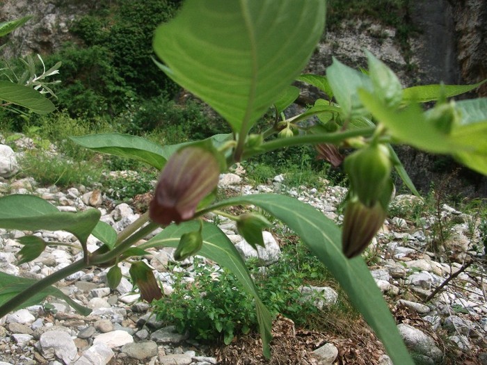imaginile mele 1041 - flori de pe Valea Sohodolului