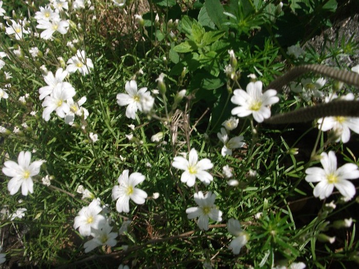 imaginile mele 1044 - flori de pe Valea Sohodolului