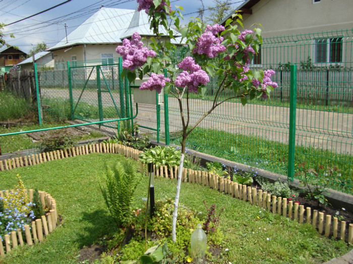 DSC01965 - FLORI
