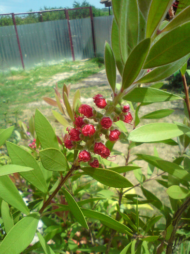 callistemon  rosu
