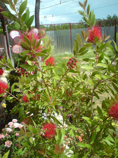 callistemon  rosu