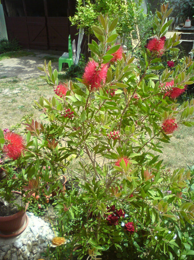 callistemon  rosu