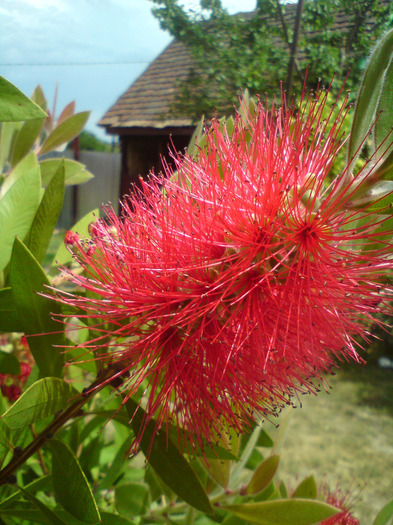 callistemon  rosu - FLORILE  ANULUI  2011