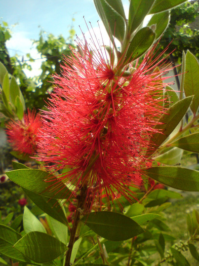 callistemon  rosu
