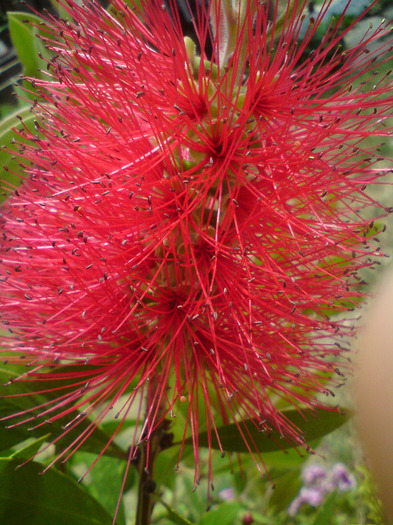 callistemon  rosu