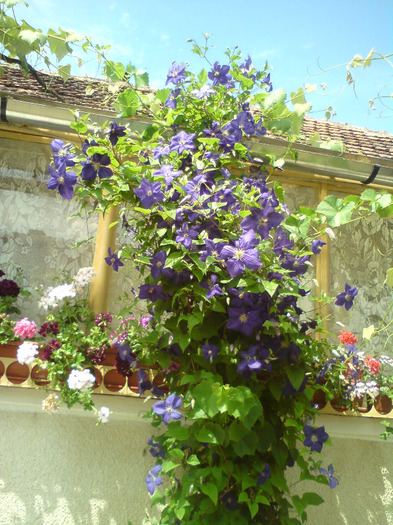 CLEMATIS