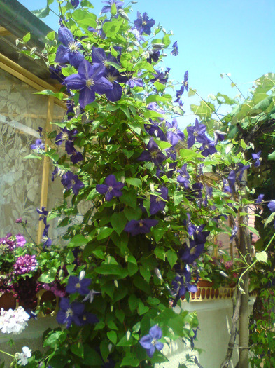 CLEMATIS