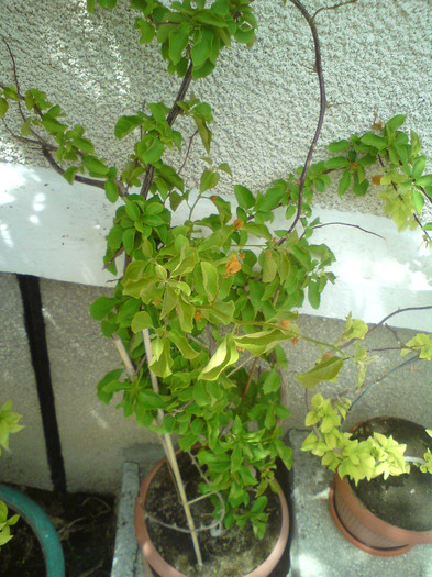bougainvillea  galbena