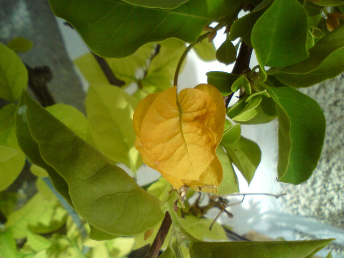 bougainvillea  galbena