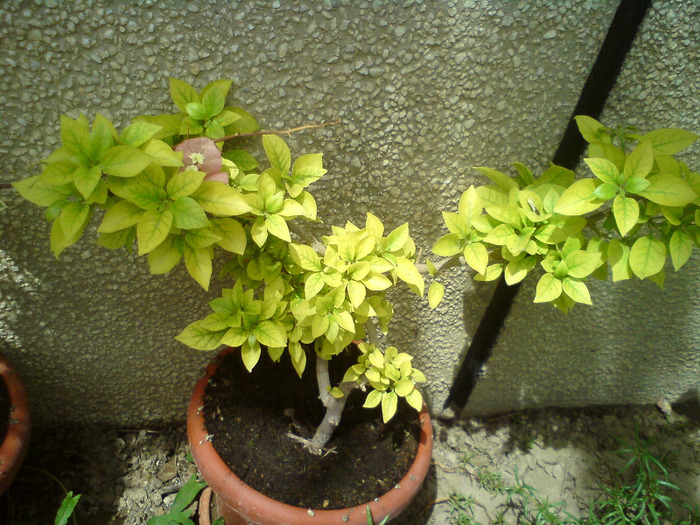 bougainvillea  roz-pal