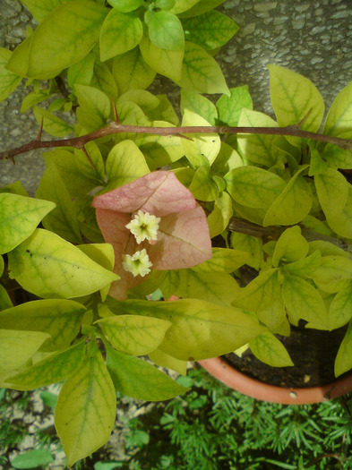 bougainvillea  roz-pal