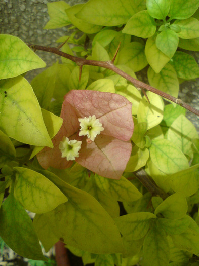 bougainvillea  roz-pal