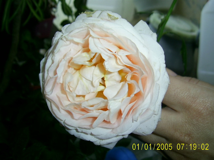 abraham darby seara