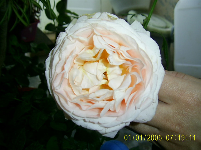 abraham darby seara - a  T R A N D A F I R I