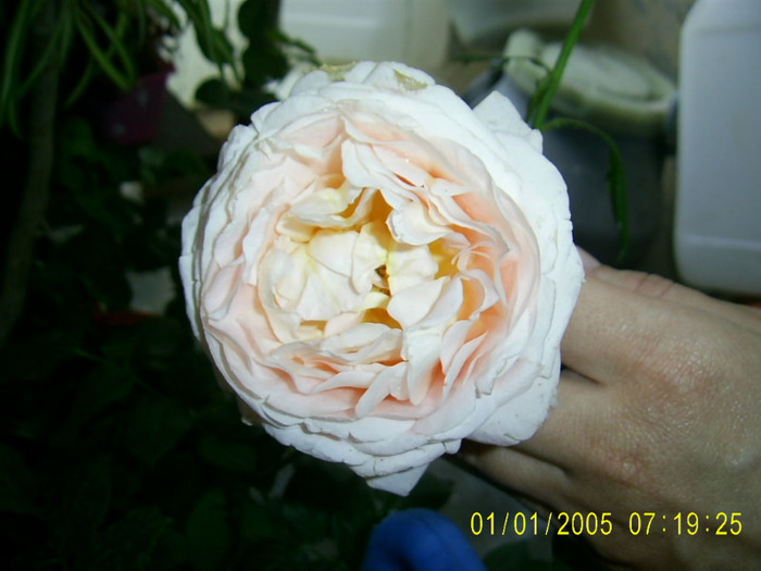 abraham darby seara - a  T R A N D A F I R I