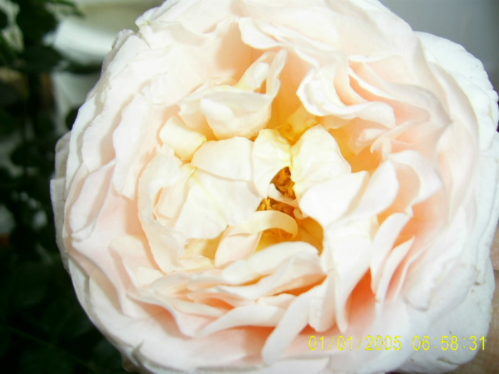 abraham darby seara - a  T R A N D A F I R I