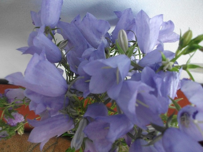 clopotei - flori de pe Valea Sohodolului