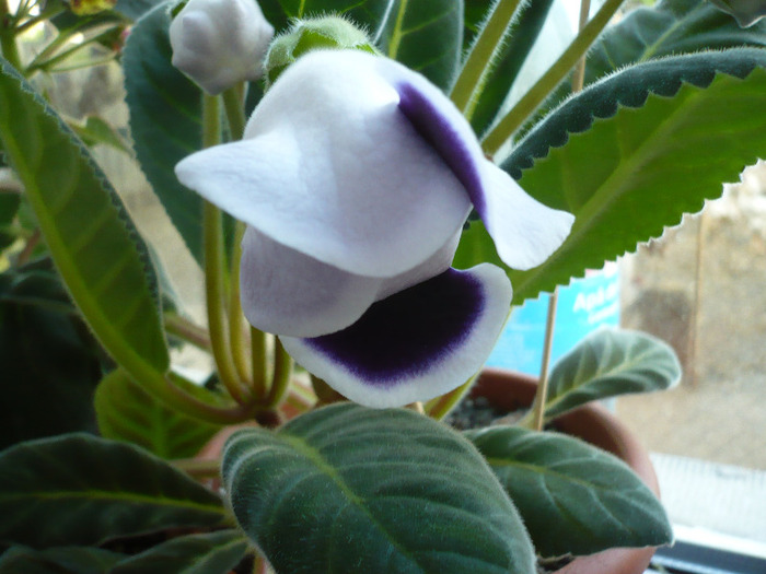 02.06.2011 - zzz-GLOXINIA SI MINISININGIA 2011-iesite din colectie