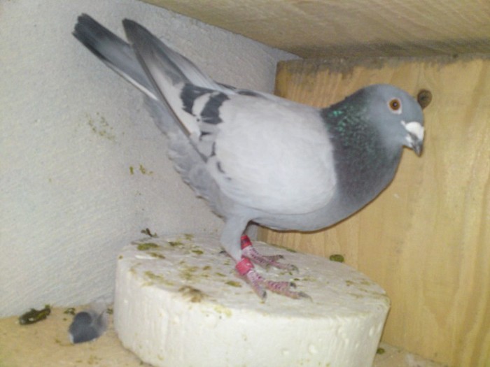 0899234 - 16-porumbeii mei -poze