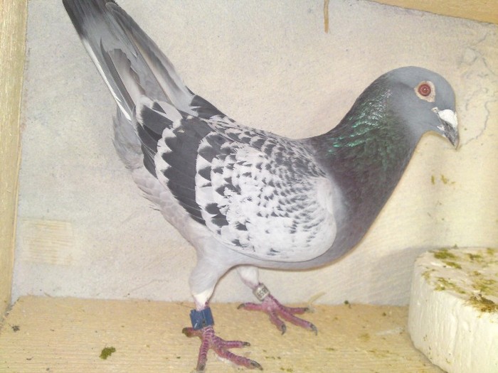 Belgianul 3066859 - 16-porumbeii mei -poze