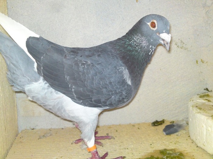 902427 - 16-porumbeii mei -poze