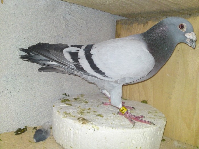 902972- Salbatecul - 16-porumbeii mei -poze