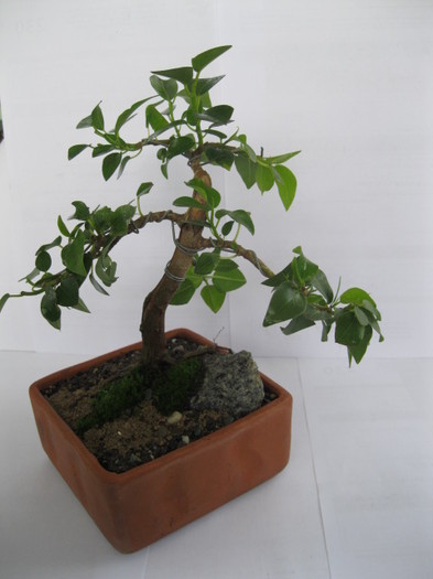 bf2 - Viitori bonsai shohin