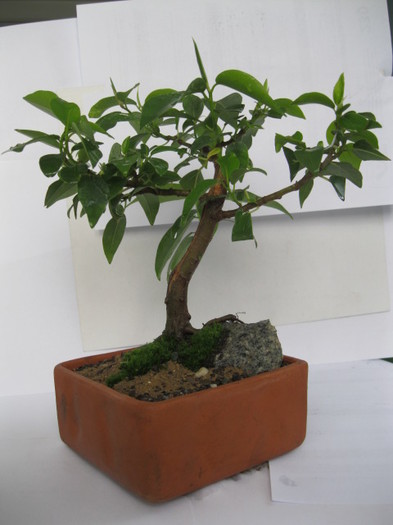 f1 - Viitori bonsai shohin