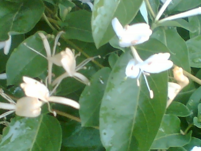 Picture 089 - Diverse flori