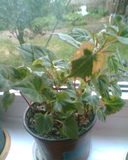 Picture 101 - Flori de la Dianadia