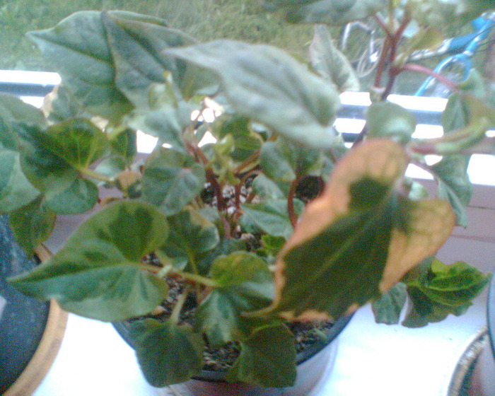 Picture 102 - Flori de la Dianadia