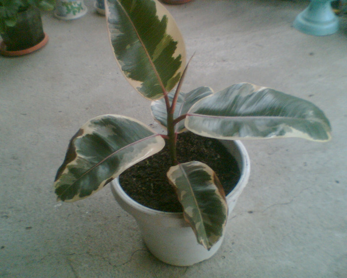 Picture 103 - Flori de la Dianadia